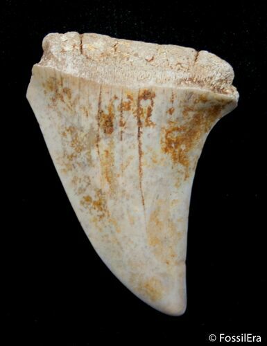 Inch Summerville Fossil Mako Shark Tooth #2838